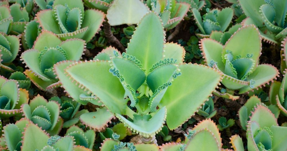 Nature’s Secret Healer: The Truth About Kalanchoe Pinnata You Need to Know