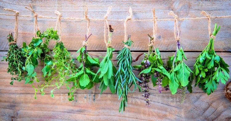 15 Edible and Medicinal Plants to Transform Your Home into a Wellness Garden