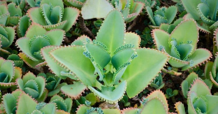 Nature’s Secret Healer: The Truth About Kalanchoe Pinnata You Need to Know